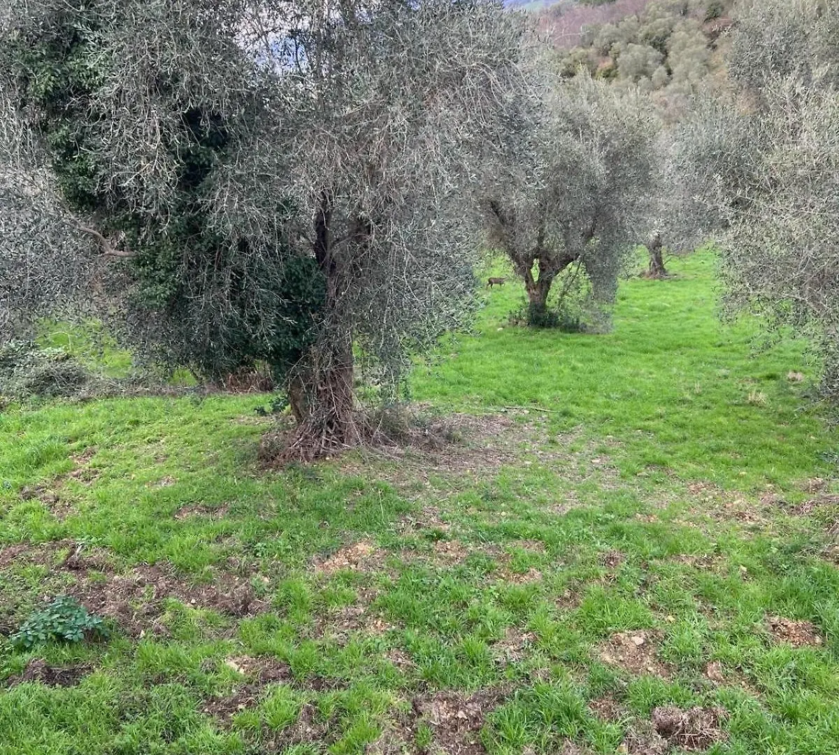 Casa Elena Apartment Manciano